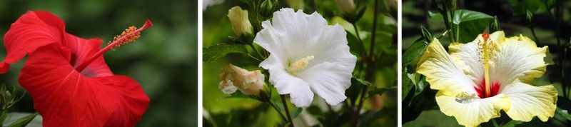 ¿Conoces la flor de hibisco?