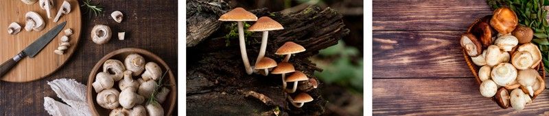 Recolección de setas: una actividad para disfrutar del aire libre.